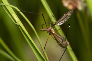 Read more about the article How to Keep Mosquitoes Away When Camping
