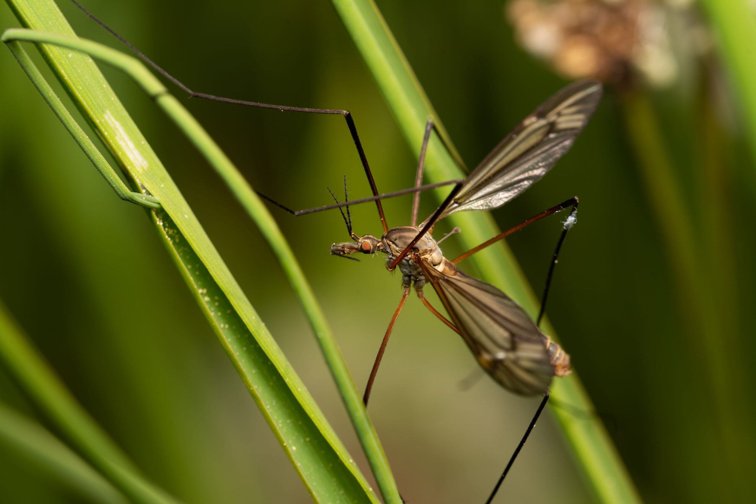 Macro shot of a mosquito on a plant in the blurry background.